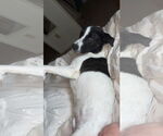 Small #2 Border Collie Mix
