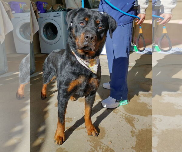 Medium Photo #2 Rottweiler Puppy For Sale in Apple Valley, CA, USA