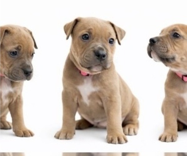 Medium Photo #2 American Pit Bull Terrier Puppy For Sale in ORANGE, NJ, USA