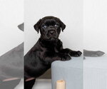 Small Photo #4 Labrador Retriever-Unknown Mix Puppy For Sale in McKinney, TX, USA