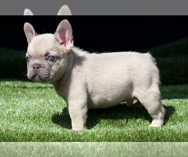 Medium Photo #1 French Bulldog Puppy For Sale in WEST HILLS, CA, USA