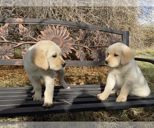 English Cream Golden Retriever-Labrador Retriever Mix Puppy for sale in BUCKEYE, AZ, USA