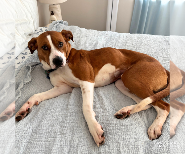 Medium Photo #11 Boxador Puppy For Sale in Washington, DC, USA