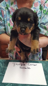 Medium Photo #1 Rottweiler Puppy For Sale in KINGS MOUNTAIN, NC, USA