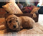 Small Photo #2 Goldendoodle (Miniature) Puppy For Sale in MARSHALLVILLE, OH, USA