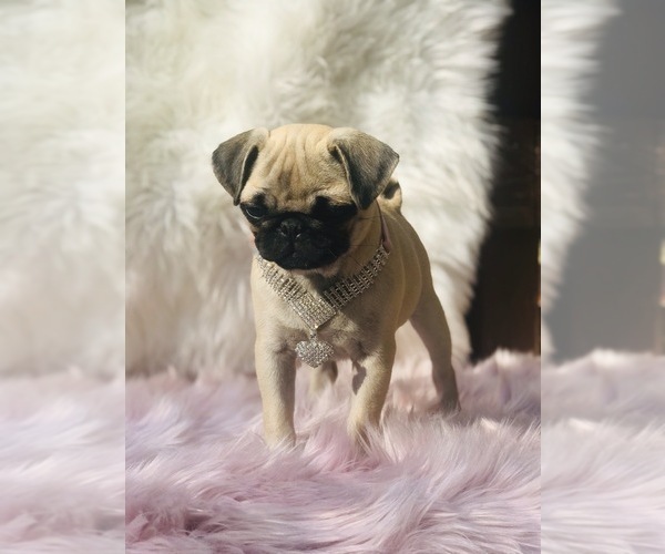 Medium Photo #7 Pug Puppy For Sale in CANTON, CT, USA