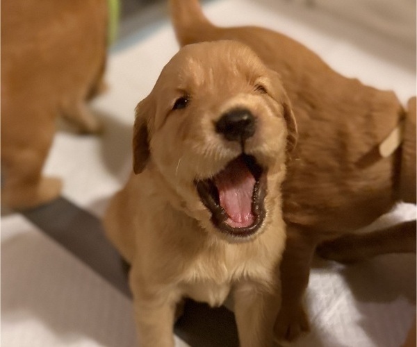 Medium Photo #16 Golden Retriever Puppy For Sale in SACRAMENTO, CA, USA