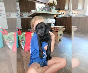Labrador Retriever Puppy for sale in GRAPELAND, TX, USA