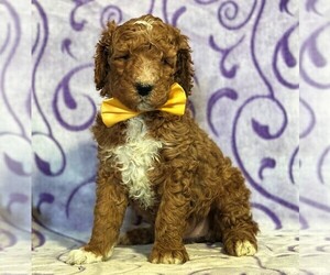 Goldendoodle Puppy for sale in LANCASTER, PA, USA