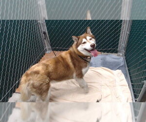 Siberian Husky Dogs for adoption in Downey, CA, USA