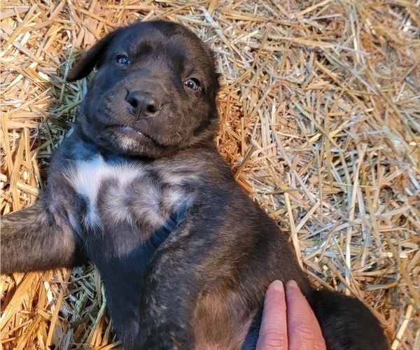 Medium Photo #7 Mastiff Puppy For Sale in VANDALIA, IL, USA