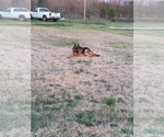 Small Photo #1 German Shepherd Dog Puppy For Sale in ANDERSON, SC, USA