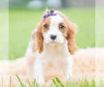 Puppy 6 Cavalier King Charles Spaniel