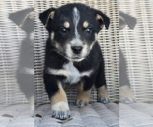 Medium Photo #2 German Shepherd Dog-Unknown Mix Puppy For Sale in Alexander, AR, USA