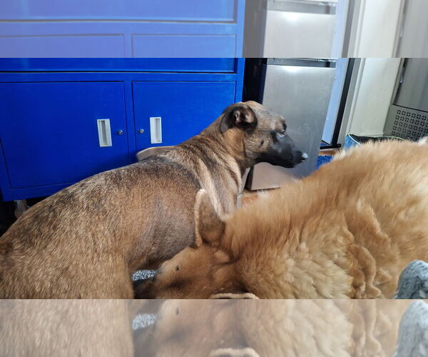 Medium Photo #7 German Shepherd Dog-Unknown Mix Puppy For Sale in Sebec, ME, USA