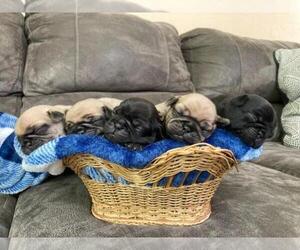 Pug Puppy for Sale in SAINT PAUL, Minnesota USA