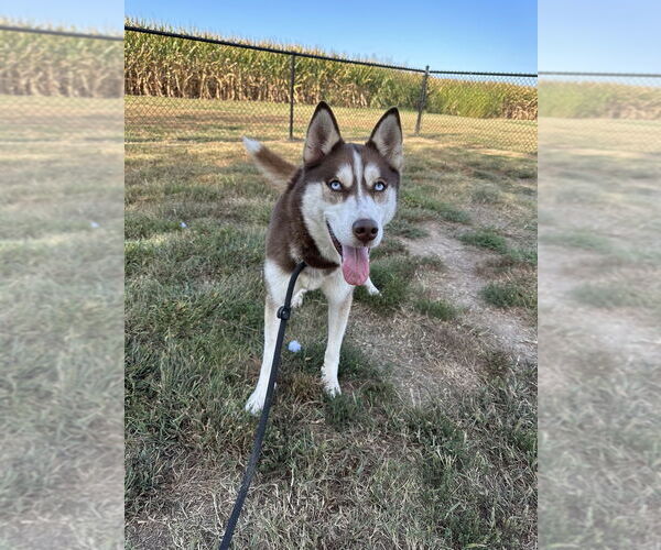 Medium Photo #2 - Mix Puppy For Sale in Evansville, IN, USA