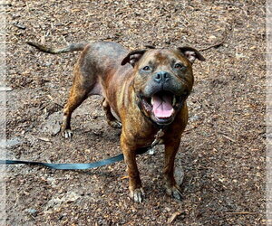 American Pit Bull Terrier-Unknown Mix Dogs for adoption in Clarkesville, GA, USA
