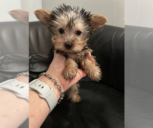 Yorkshire Terrier Puppy for sale in VIRGINIA BEACH, VA, USA