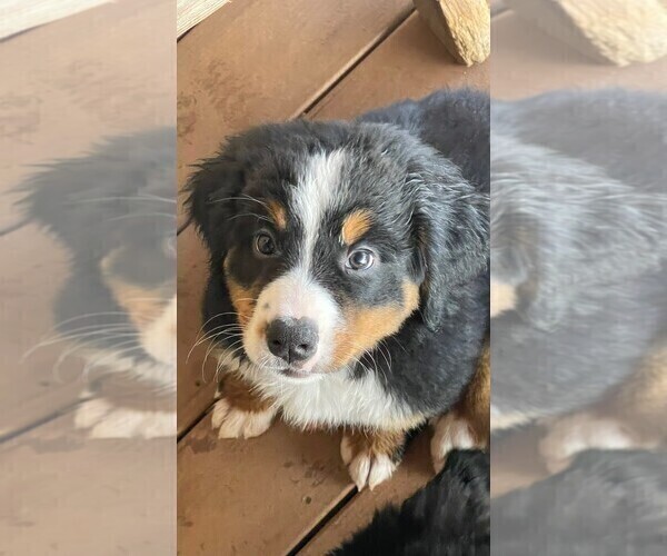 Medium Photo #5 Bernese Mountain Dog Puppy For Sale in WORLEY, ID, USA