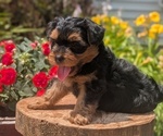 Small Photo #40 Yorkipoo Puppy For Sale in GOSHEN, IN, USA