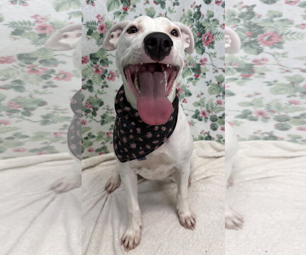 Medium Photo #3 American Pit Bull Terrier-Unknown Mix Puppy For Sale in Wetumpka, AL, USA