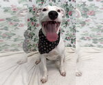 Small #2 American Pit Bull Terrier Mix