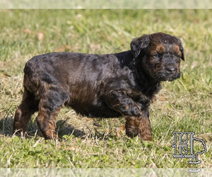 Aussiedoodle Puppy for sale in ELLENBORO, NC, USA