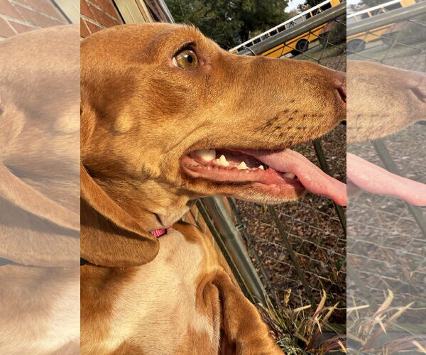 Medium Photo #11 Dachshund Puppy For Sale in Shelbyville, TN, USA