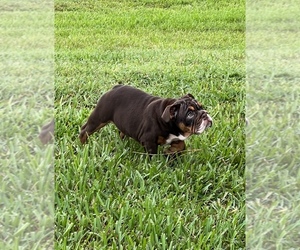 English Bulldog Puppy for sale in CAPE CORAL, FL, USA