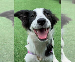 Border Collie Dogs for adoption in Agoura Hills, CA, USA