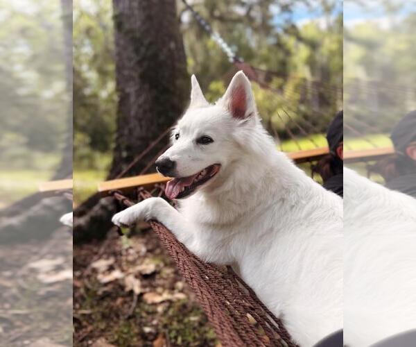 Medium Photo #2 American Eskimo Dog Puppy For Sale in Pikesville, MD, USA
