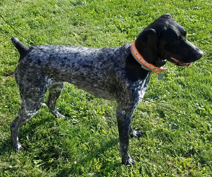 Medium Photo #1 German Shorthaired Pointer Puppy For Sale in COLUMBIA CITY, IN, USA