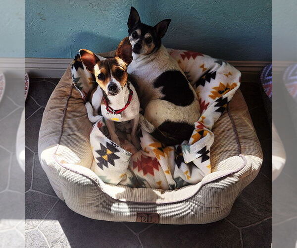 Medium Photo #3 Rat Terrier Puppy For Sale in Atlanta, GA, USA