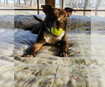 Small #1 American Pit Bull Terrier-Chocolate Labrador retriever Mix