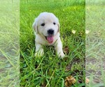 Small Photo #1 Golden Retriever Puppy For Sale in HANCEVILLE, AL, USA