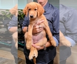 Puppy 5 Goldendoodle mix (+ Poodle Standard)