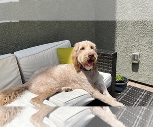 Goldendoodle Puppy for sale in ROCKLIN, CA, USA
