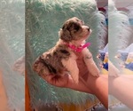 Small Photo #6 Aussiedoodle Miniature  Puppy For Sale in TRAFALGAR, IN, USA