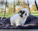 Small Photo #14 Cavapoo Puppy For Sale in HOUSTON, TX, USA