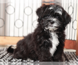 ShihPoo Puppy for sale in NAPLES, FL, USA