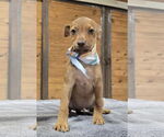 Small #4 American Pit Bull Terrier Mix