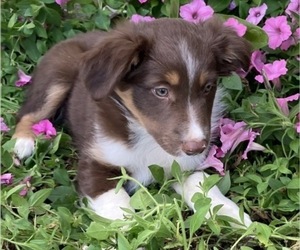 Australian Shepherd Puppy for sale in NEW WASHINGTN, IN, USA