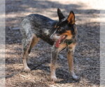 Small #1 Mutt