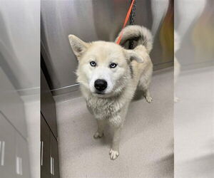 Pyrenees Husky Dogs for adoption in Fairbanks, AK, USA