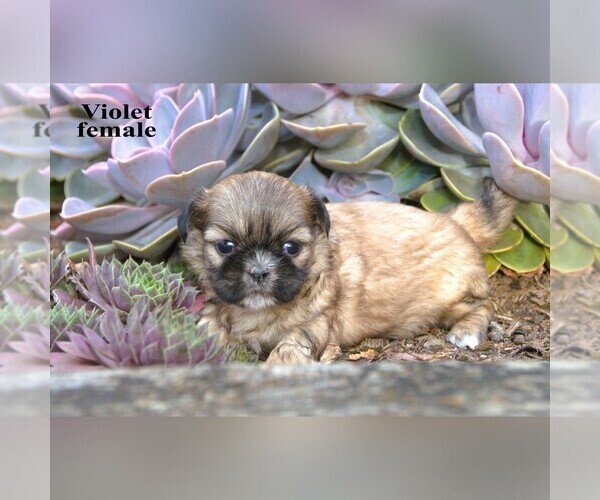 Medium Photo #8 Shih Tzu Puppy For Sale in CLARE, MI, USA