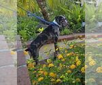 Small #1 Boxer Mix