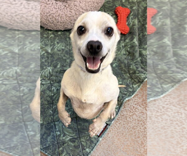 Medium Photo #3 Chihuahua Puppy For Sale in Salinas, CA, USA