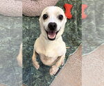 Small #2 Chihuahua