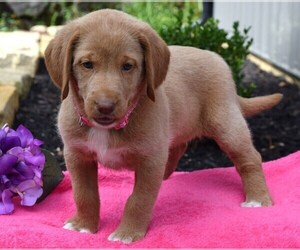 Labradoodle Puppy for sale in COSHOCTON, OH, USA